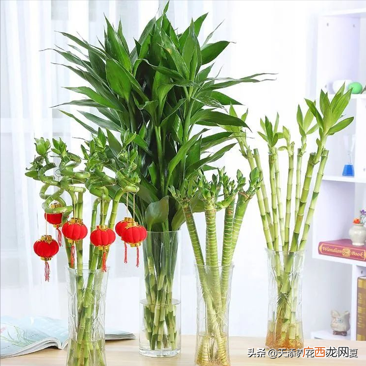 代表的意义是什么 富贵竹养几根才最好