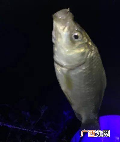春季夜钓哪个时间上鱼,广州春季夜钓最佳上鱼时间？
