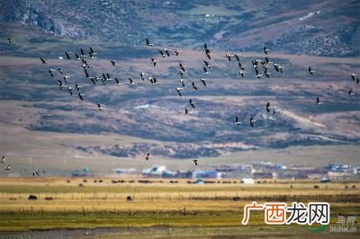 当雄县海拔多少,西藏第一大县面积？