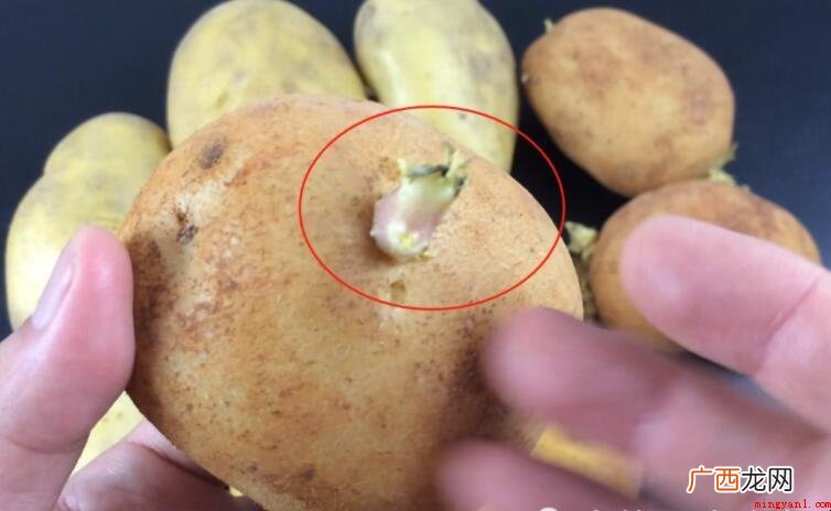 土豆发芽到什么程度不能吃