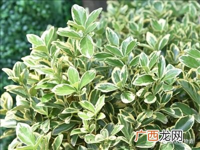 冬青卫矛和冬青的区别,冬青卫矛和蓝莓的区别？