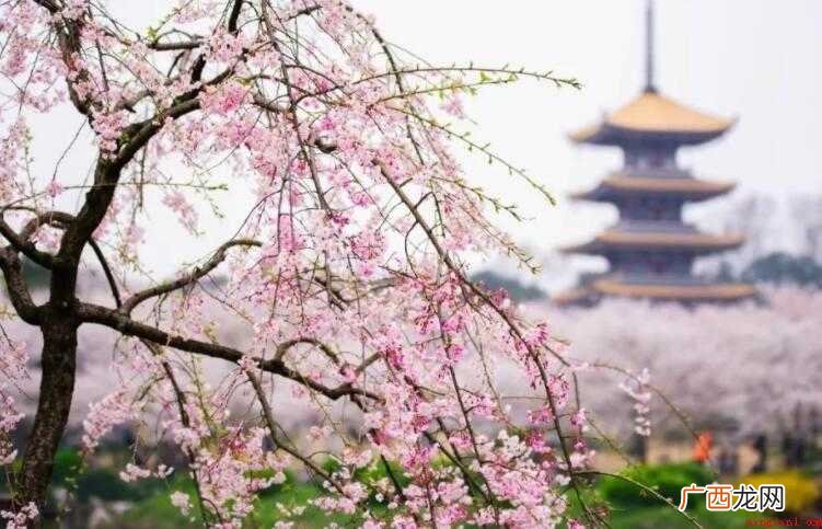 描写三月樱花的句子有哪些
