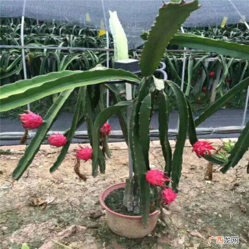 火龙果苗几年结果,火龙果发芽到成苗要多长时间？