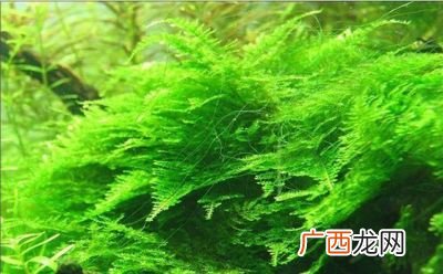 莫斯水草怎么养,野生莫斯的栽培方法？