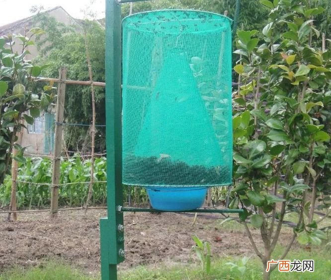 简易捕蝇笼怎么制作,排名第一的灭苍蝇方法？