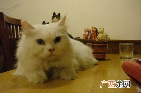 猫咪呼噜呼噜是什么意思,为什么猫咪总是发出呼呼的声音?