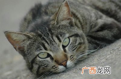 该喂幼猫吃什么,1到3个月的幼猫吃什么？