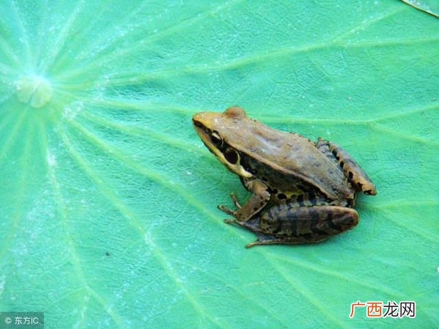 农村常见的蛙类,乡下常见的两栖动物？