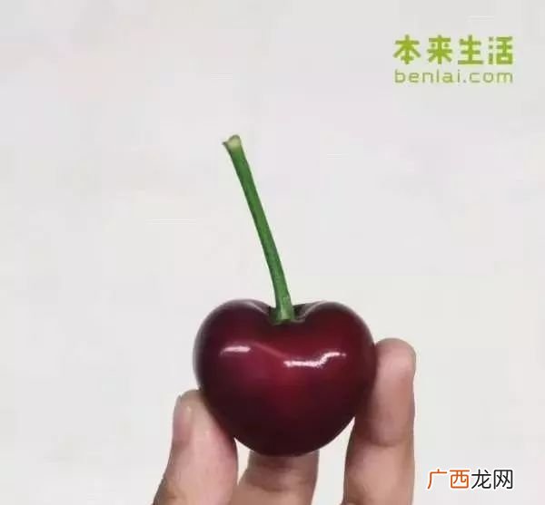 樱桃子有没有毒,樱桃核真的有毒吗,最好详细点？