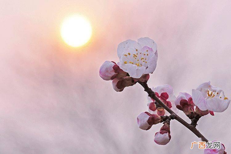 三月是什么季节,3月出生属于什么季节？