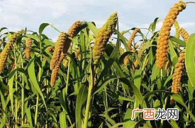 稻黍稷麦菽分别指现在哪种作物,五谷中的书指的是什么？