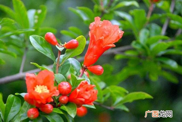 石榴花几月开,几月开什么花什么填空？