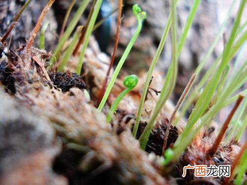 如何自制泥炭土步骤,郁金香土的制作方法？