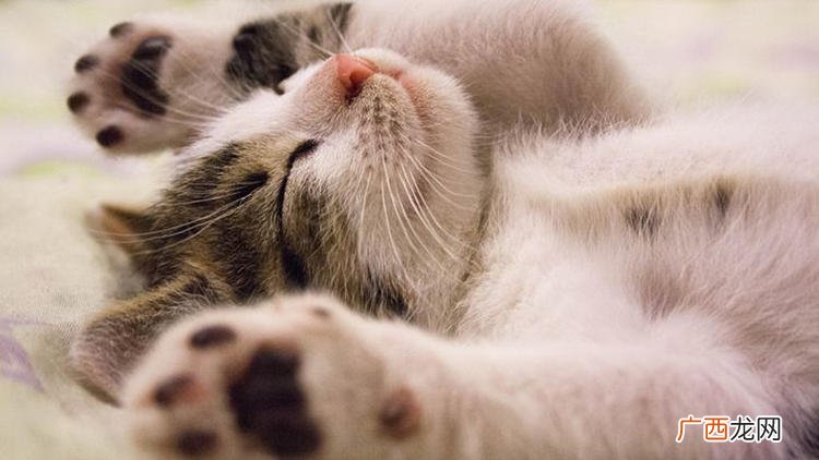猫咪身体发抖是怎么了,小猫抖手怎么回事?
