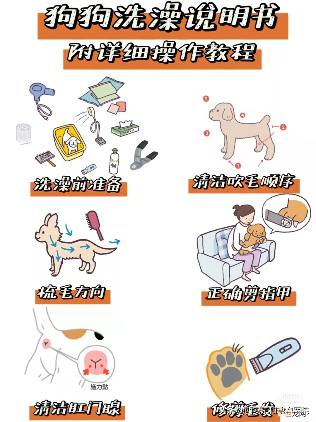 超全狗狗洗澡流程 狗狗洗澡的正确方法