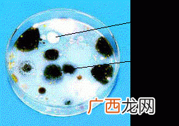 真菌和细菌有什么区别,微生物，细菌、真菌、病毒，原核生物、真核生物，之间有什么区别呢？