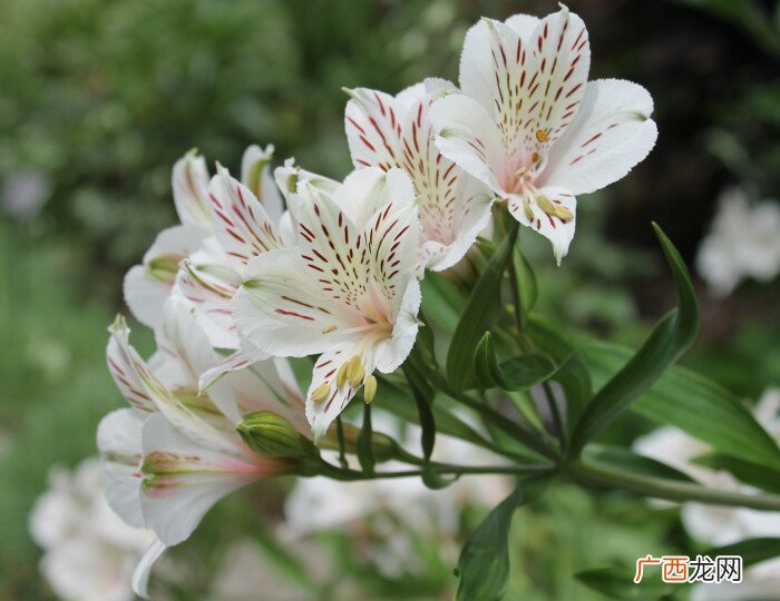 六出花是什么花六出花花语是什么,六眼天珠寓意？