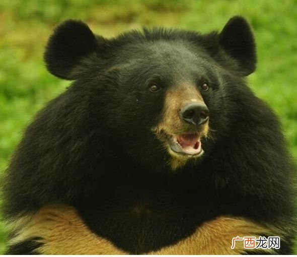 香樟子是不是保护动物,水丝子树是几类保护植物？