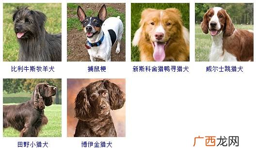 大型狗的种类有哪些,10大猛禽犬排行？