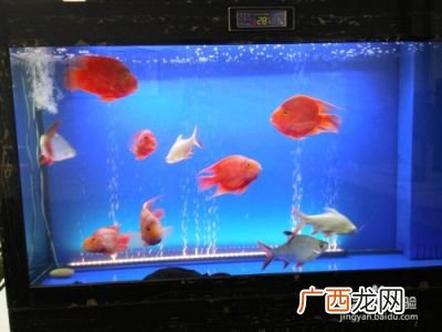 如何快速简单的给鱼缸换水,鱼缸换水多长时间最好？