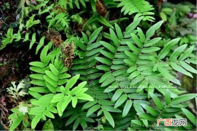 贯众是什么植物,贯众是国家一级保护植物吗？