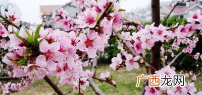 桃花象征什么寓意,桃花的作用和表达之情？
