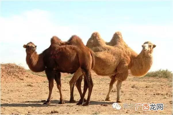 骆驼是一种什么样的动物,骆驼的习性和特点作文？