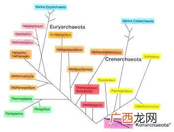 微生物的分类,微生物分为哪几型;各包括哪几类？