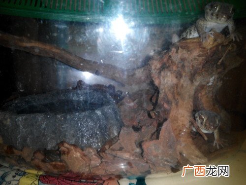 守宫蜥蜴吃什么,守宫蜥蜴寿命？