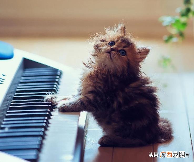 猫咪走丢找猫最有效的方法 猫走丢了怎么样才能找回来