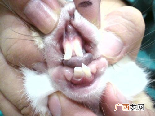 兔子几个月时就要开始磨牙,兔子几个月大才需要磨牙？