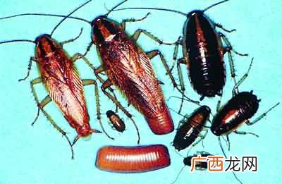 德国小蠊怎么消灭,德国蟑螂怎么样消灭?