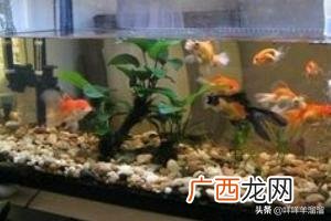 鱼缸里水发黄是怎么回事儿,鱼缸里的水发黄怎么办？