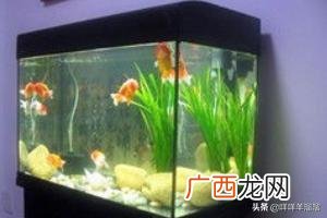 鱼缸里水发黄是怎么回事儿,鱼缸里的水发黄怎么办？