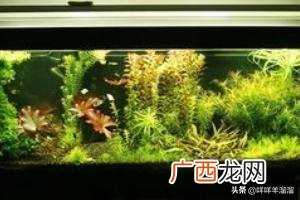 鱼缸里水发黄是怎么回事儿,鱼缸里的水发黄怎么办？