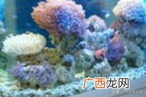 鱼缸里水发黄是怎么回事儿,鱼缸里的水发黄怎么办？