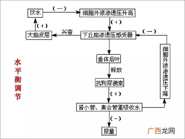 神经调节与体液调节的关系,参与调节的系统有哪些,其中主要的方式是?