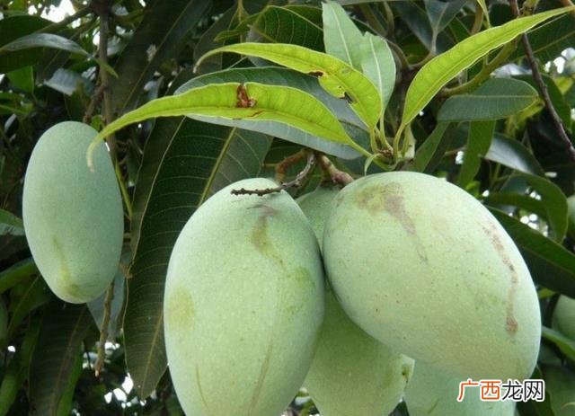 芒果黑点怎么回事,芒果果皮有黑斑怎么管理？