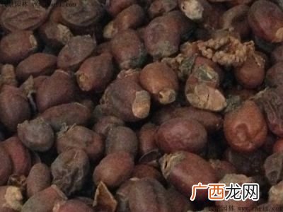 荔枝种子怎么种,如何在家种荔枝？