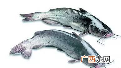 什么鱼叫叉尾能吃吗,河叉鱼的来历？