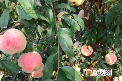桃树新品种有哪些,中国农科院有什么桃树新品种？