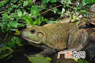 田鸡和牛蛙的区别,泥蛙是否就是牛蛙？
