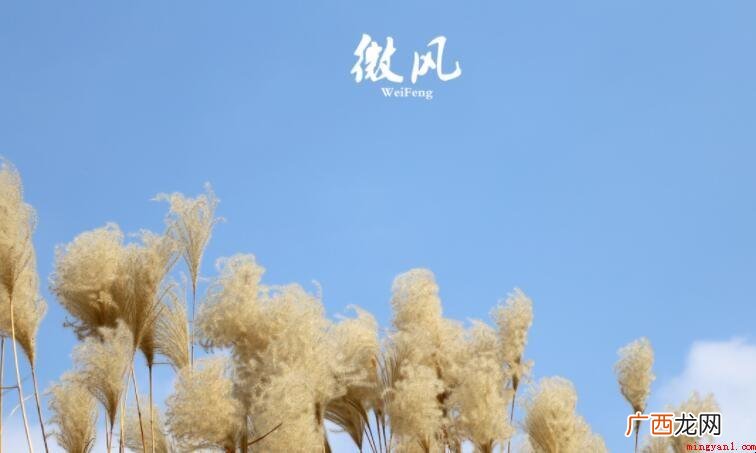 微风什么成语有哪些呢? 微风什么成语有哪些
