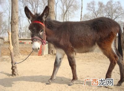驴拉磨代表什么数字,驴不走磨不转顺口溜？