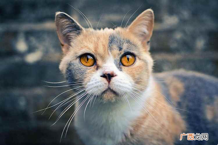 猫到底是招财还是来灾？
