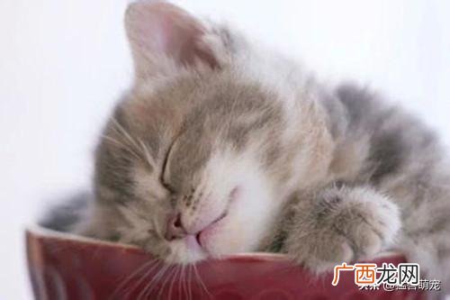 猫咪拉稀了怎么办,猫咪拉稀怎么办？