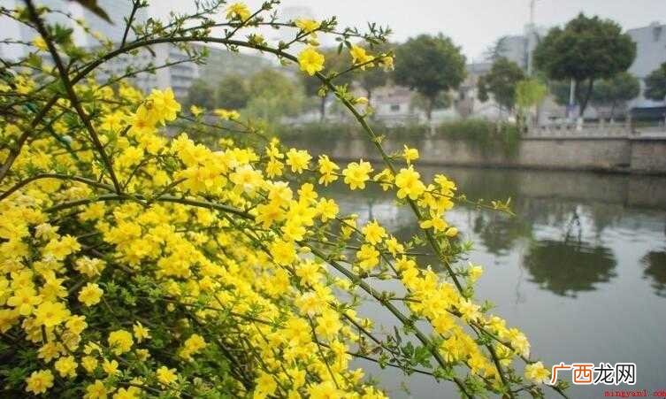 三月什么花开 春回大地,万物复苏,百花开放的月份 三月什么花开