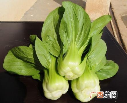 怎样区分上海青和油菜,四月青和上海青的区别？