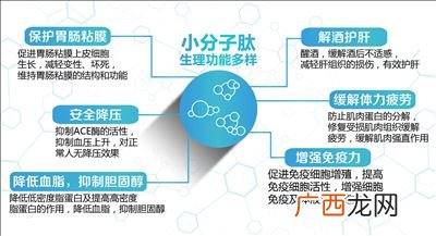 低聚肽是什么,肽与短肽的区别?