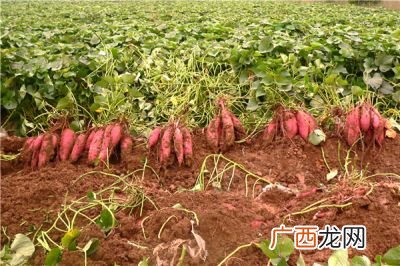 如何种红薯,怎么种植红薯？